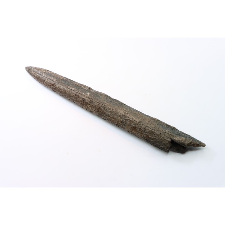 billfish rostrum (upper jaw) MARLIN  Miocene  south Carolina  - USA