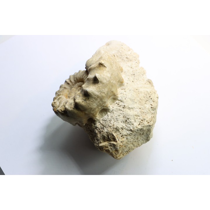 Calliphylloceras gr. demidoffi - upper callovian - Montreuil Bellay - FRANCE