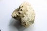 Calliphylloceras gr. demidoffi - upper callovian - Montreuil Bellay - FRANCE