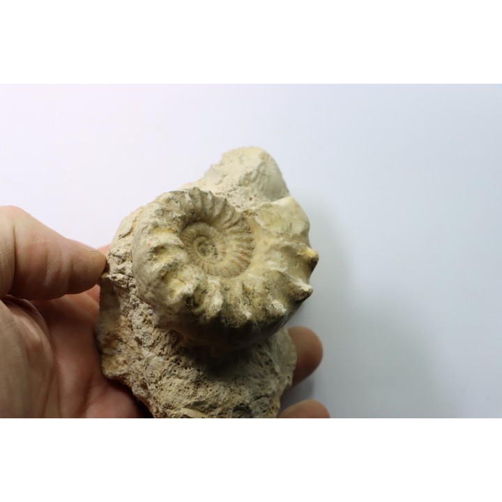 Calliphylloceras gr. demidoffi - upper callovian - Montreuil Bellay - FRANCE