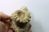Calliphylloceras gr. demidoffi - upper callovian - Montreuil Bellay - FRANCE