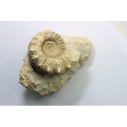 Calliphylloceras gr. demidoffi - upper callovian - Montreuil Bellay - FRANCE
