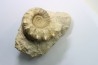 Calliphylloceras gr. demidoffi - upper callovian - Montreuil Bellay - FRANCE