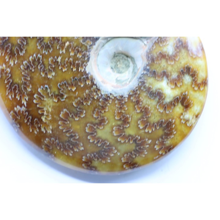 polish AMMONITE - cleoniceras  - cretaceous - Madagascar