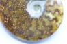 polissage: superbe ammonite cleoniceras du crétacé de  Madagascar