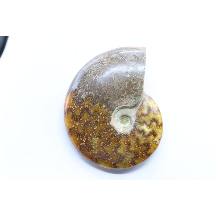 polish AMMONITE - cleoniceras  - cretaceous - Madagascar