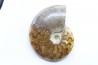 polish AMMONITE - cleoniceras  - cretaceous - Madagascar