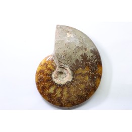 polish AMMONITE - cleoniceras  - cretaceous - Madagascar