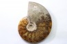 polish AMMONITE - cleoniceras  - cretaceous - Madagascar