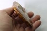 polish AMMONITE - cleoniceras  - cretaceous - Madagascar