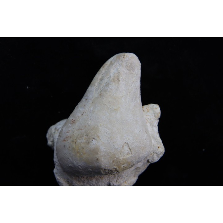 Claviaster libycus - Cénomanian - Aoufous, Erfoud,  Morocco