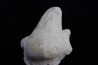 Claviaster libycus - Cénomanian - Aoufous, Erfoud,  Morocco