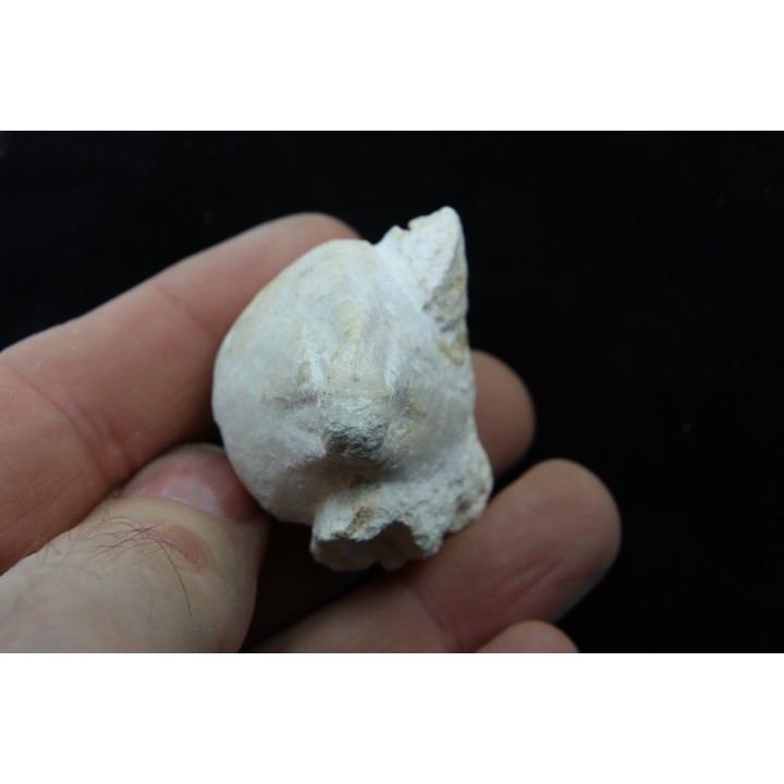 Claviaster libycus - Cénomanian - Aoufous, Erfoud,  Morocco