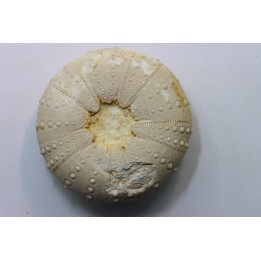 Heterodiadema libyca- Cénomanian - Aoufous, Erfoud,  Morocco