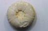 Heterodiadema libyca - Cénomanien - Aoufous, Erfoud,  Maroc