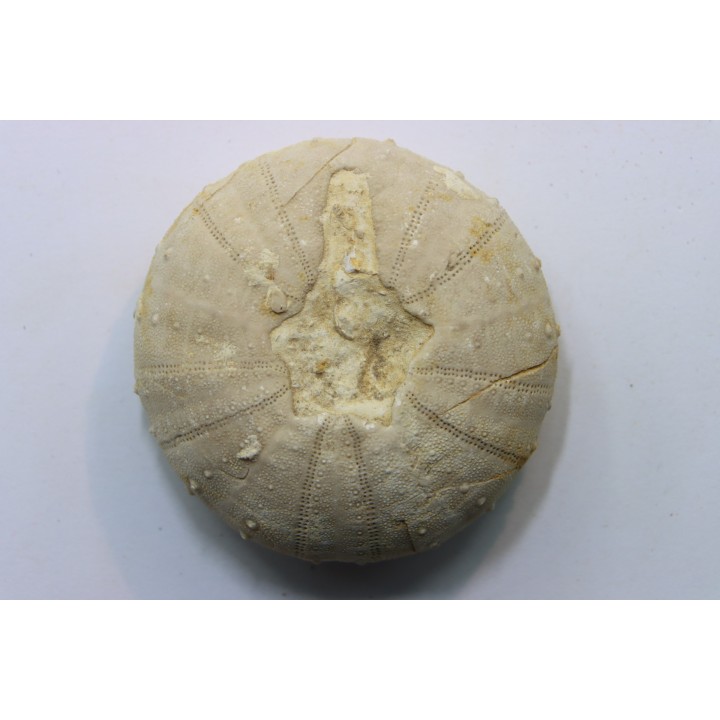 Heterodiadema libyca- Cénomanian - Aoufous, Erfoud,  Morocco