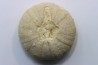 Heterodiadema libyca- Cénomanian - Aoufous, Erfoud,  Morocco