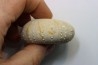 Heterodiadema libyca- Cénomanian - Aoufous, Erfoud,  Morocco