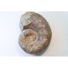 Lytoceras sublineatum   - middle  toarcian - Charolles - FRANCE