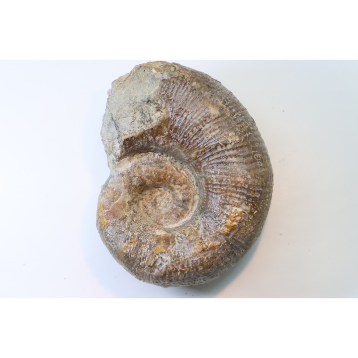 Lytoceras sublineatum   - middle  toarcian - Charolles - FRANCE