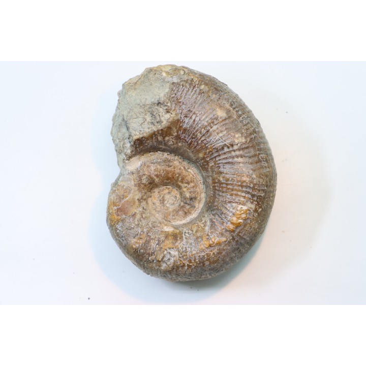 Lytoceras sublineatum   - middle  toarcian - Charolles - FRANCE