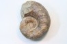 Lytoceras sublineatum   - middle  toarcian - Charolles - FRANCE