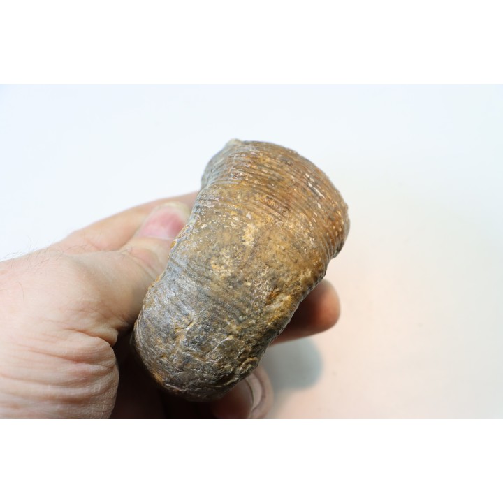 Lytoceras sublineatum   - middle  toarcian - Charolles - FRANCE