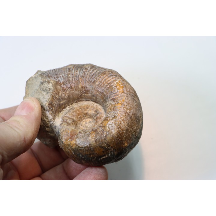 Lytoceras sublineatum   - middle  toarcian - Charolles - FRANCE