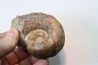 Lytoceras sublineatum   - toarcien moyen - Charolles - FRANCE