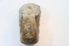 Lytoceras sublineatum   - middle  toarcian - Charolles - FRANCE