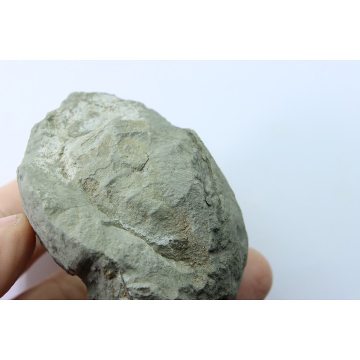 Nodule d'HOPLITE à dégager - albien moyen - ancienne carrière Courcelles - Aube - France