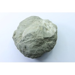 Unprepared Hoplite -  - albian - old quarry Courcelles - Aube - France