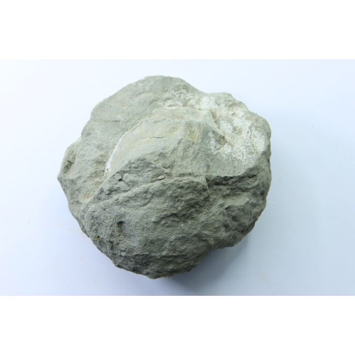 Nodule d'HOPLITE à dégager - albien moyen - ancienne carrière Courcelles - Aube - France