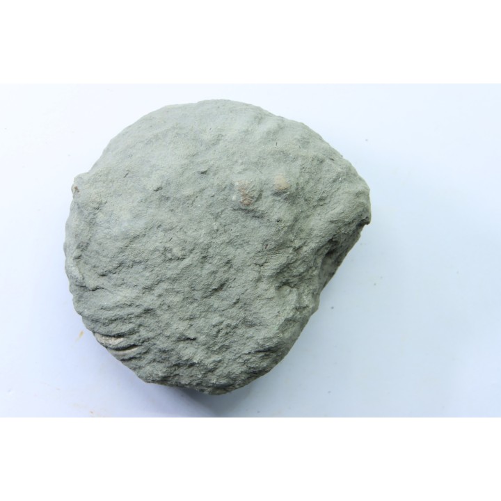 Nodule d'HOPLITE à dégager - albien moyen - ancienne carrière Courcelles - Aube - France