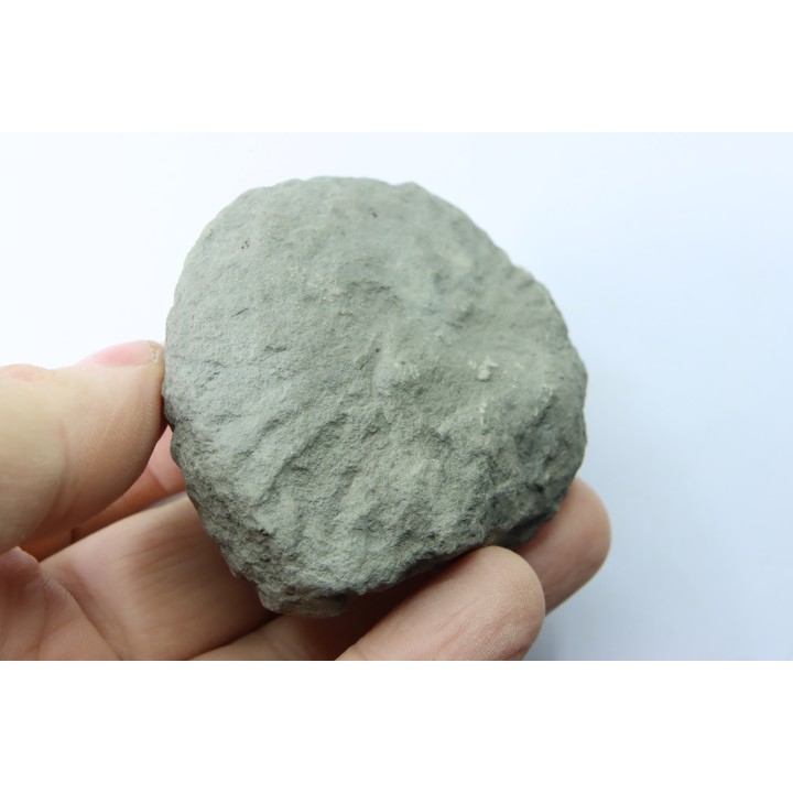 Nodule d'HOPLITE à dégager - albien moyen - ancienne carrière Courcelles - Aube - France