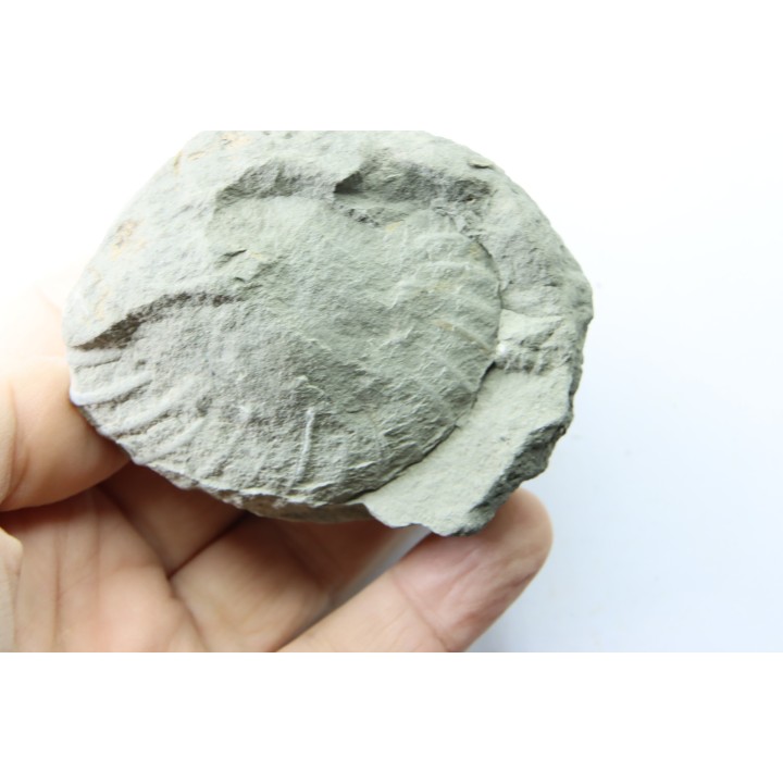 Nodule d'HOPLITE à dégager - albien moyen - ancienne carrière Courcelles - Aube - France