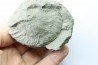 Unprepared Hoplite -  - albian - old quarry Courcelles - Aube - France