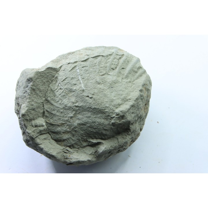 Nodule d'HOPLITE à dégager - albien moyen - ancienne carrière Courcelles - Aube - France