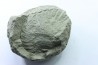Nodule d'HOPLITE à dégager - albien moyen - ancienne carrière Courcelles - Aube - France