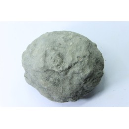 Unprepared Hoplite -  - albian - old quarry Courcelles - Aube - France