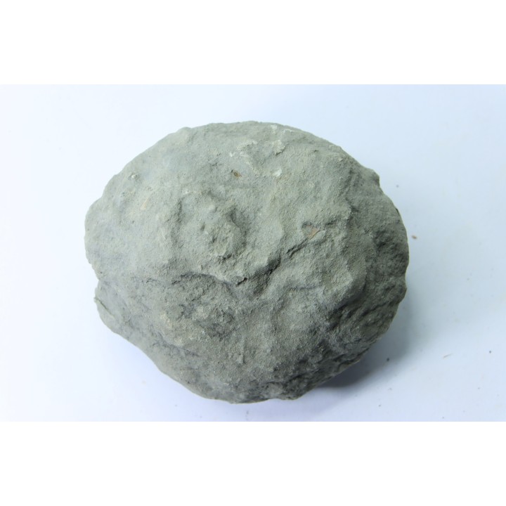 Nodule d'HOPLITE à dégager - albien moyen - ancienne carrière Courcelles - Aube - France