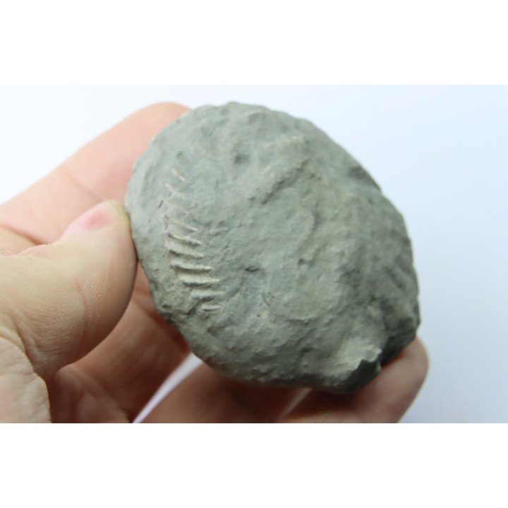 Unprepared Hoplite -  - albian - old quarry Courcelles - Aube - France
