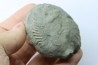 Unprepared Hoplite -  - albian - old quarry Courcelles - Aube - France