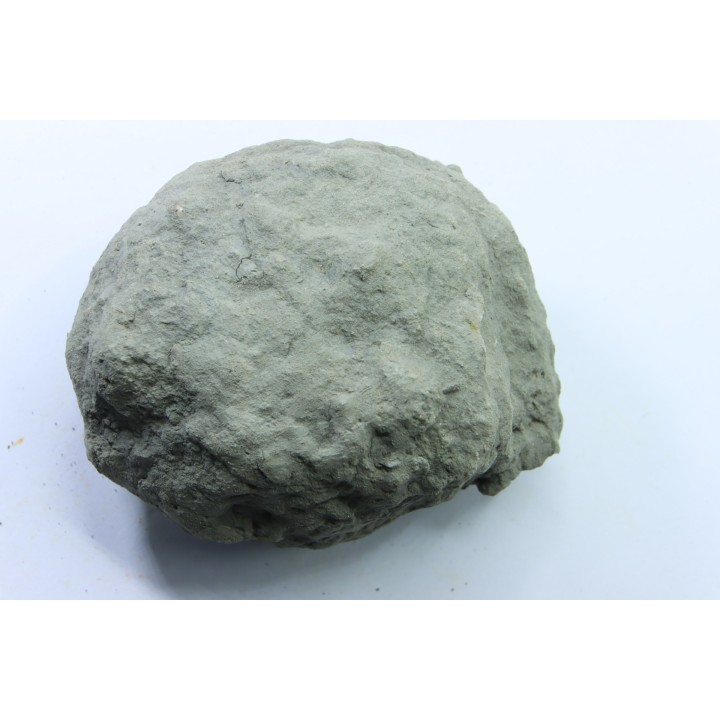 Unprepared Hoplite -  - albian - old quarry Courcelles - Aube - France