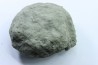 Unprepared Hoplite -  - albian - old quarry Courcelles - Aube - France