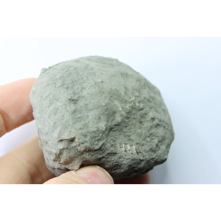 Nodule d'HOPLITE à dégager - albien moyen - ancienne carrière Courcelles - Aube - France