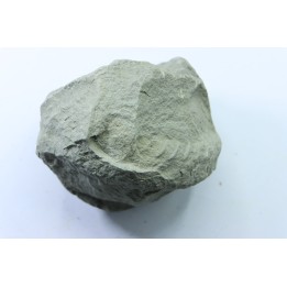 Unprepared Hoplite -  - albian - old quarry Courcelles - Aube - France