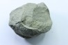 Nodule d'HOPLITE à dégager - albien moyen - ancienne carrière Courcelles - Aube - France