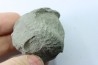 Nodule d'HOPLITE à dégager - albien moyen - ancienne carrière Courcelles - Aube - France