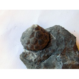 MELOCRINITES VERRUCOSUS